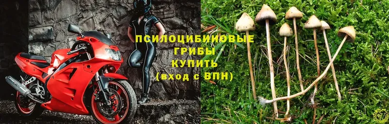 Галлюциногенные грибы MAGIC MUSHROOMS  Гусь-Хрустальный 